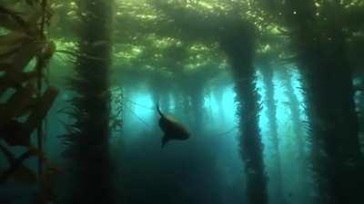 🔥Seal swims in an underwater forest (of Kelp)