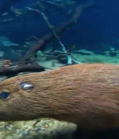 Just a capybara running underwater. You are welcome.
