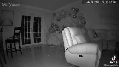 Cat flees in terror as it creates a mess