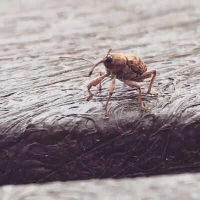 To Infinity... and Bug Gone!