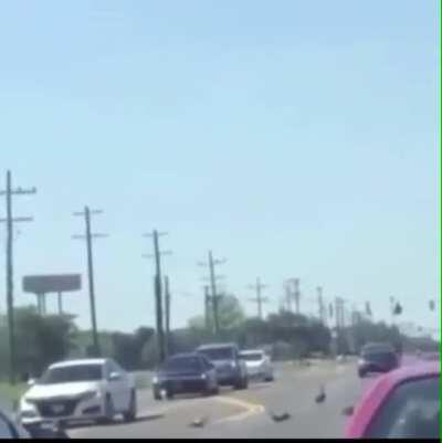 POS runs over animals crossing road.