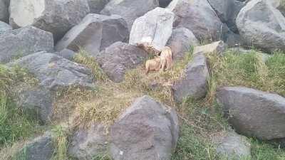 Cute little playful foxes near my house.