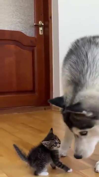 What is this fuzzy little thing?