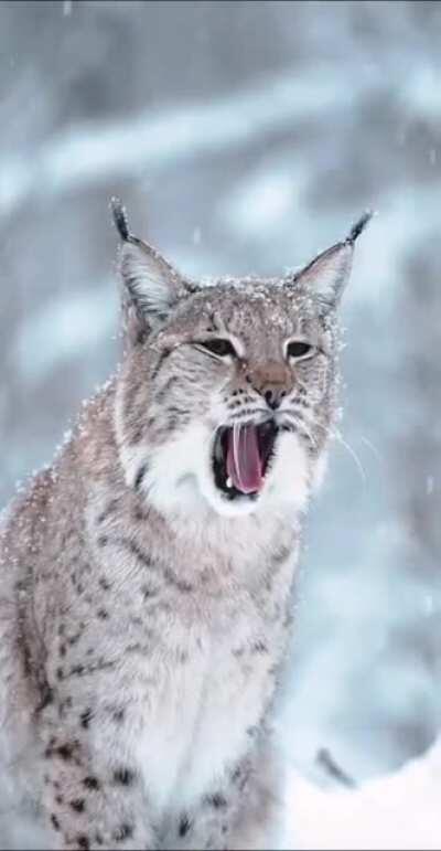 A beautiful Eurasian lynx