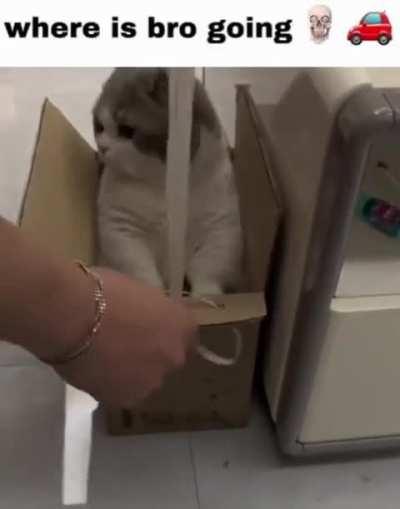 where is bro going 💀