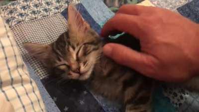 Baby Loki Was A Sleepy Boi