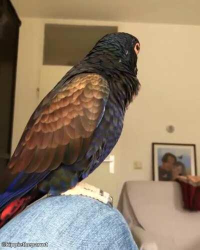 I was hoping for a landing in my knee, but ah well (: