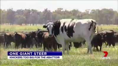 A giant cow which is 4 times the average cow size.
