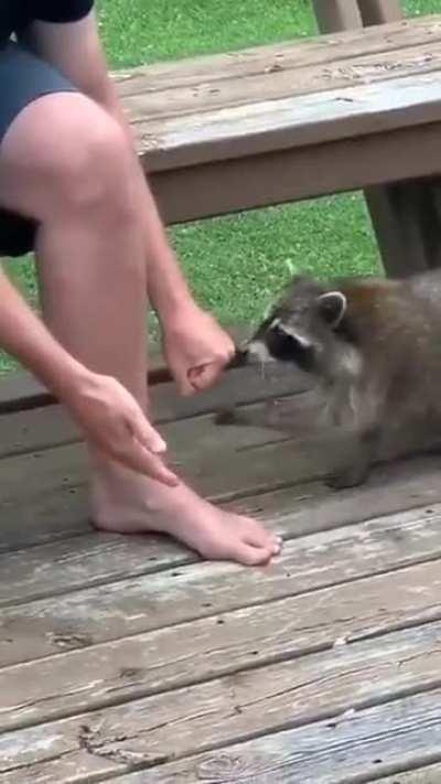 Man becomes raccoon uncle