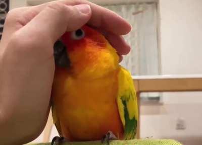 Attack! Wait.. I sorry fren