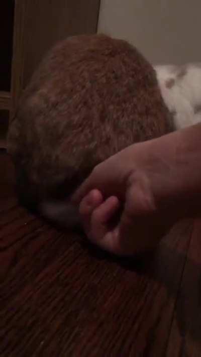 Mind blown! Bunny tails aren’t fluffy balls!