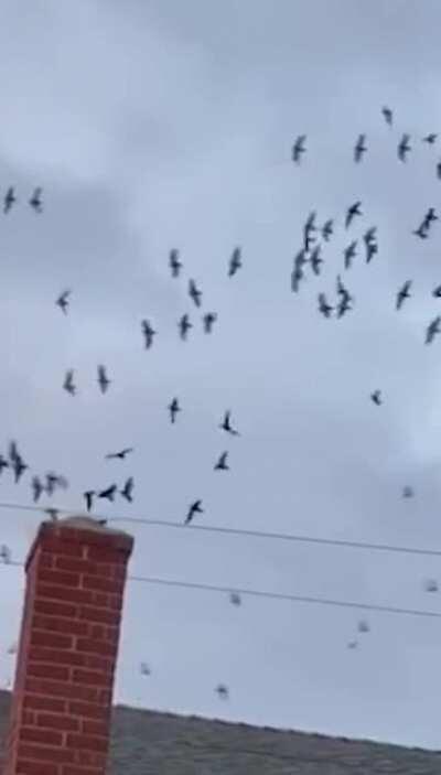 Birds flying inside the chimney