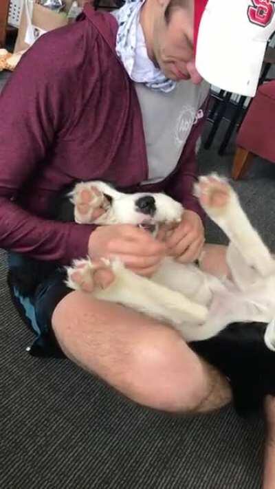 All limbs and teeth, no chill