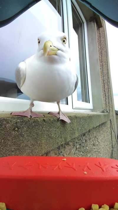 Dressed to thrill in gold straw