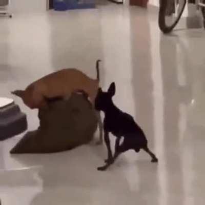 That pillow needs therapy