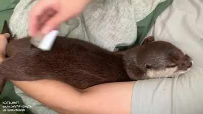 Otter combed to sleep