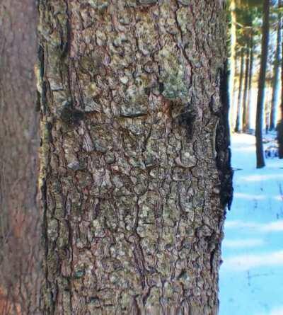 Dude, This Tree Is Staring At Me (Embedded Geometry experienced on lsd)