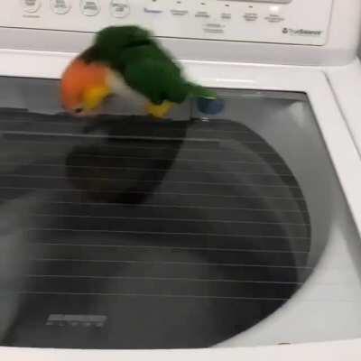 A birb becoming one with the spin-cycle