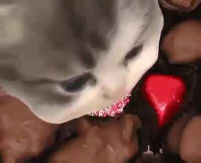 His ass didn't know how dangerous chocolate is 💀