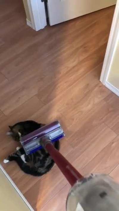 Hopper is my 3 legged rescue. He was thrown out a vehicle window on the highway and not only had to have a leg amputated but he has significant brain damage from the bonk. Happiest boy you’ll ever meet and LOVES to be vacuumed