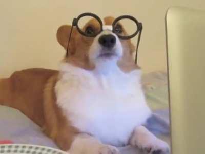 Breaking The Heart of a Corgi