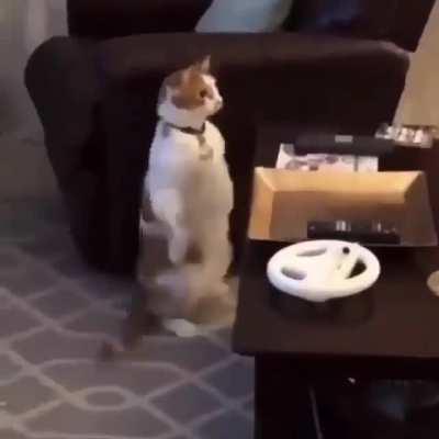 Cat is in shock at what he just saw