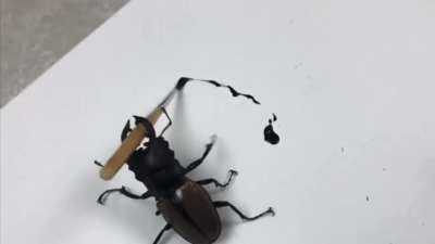 Think twice next time you eat a beetle