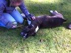 This pups heart seemed to stop while being walked by his owner. Good thing this guy was around..