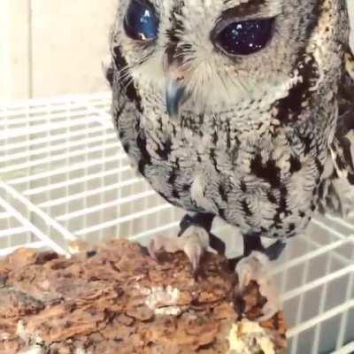 This is zeus. The rescued blind owl with stars in his eyes