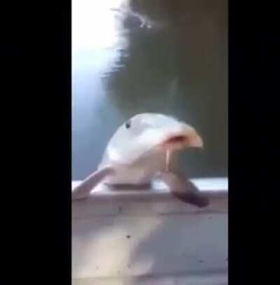 This fish drinking beer