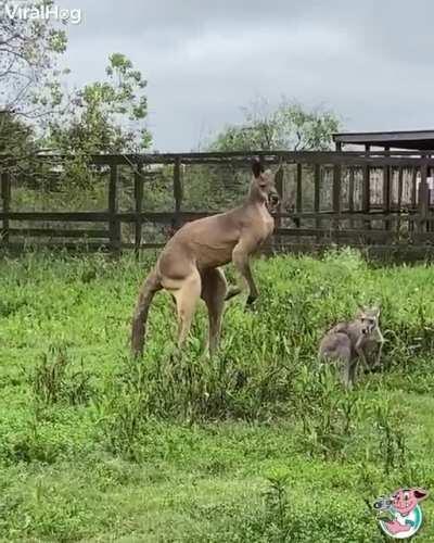 Jacked up kangaroo