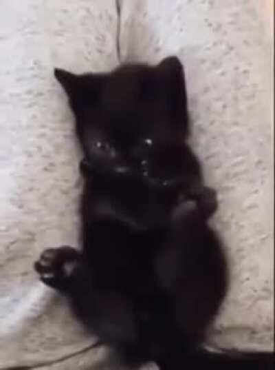 Cat realizes it has four paws.