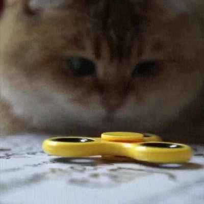 Cat Loves This Fidget Spinner