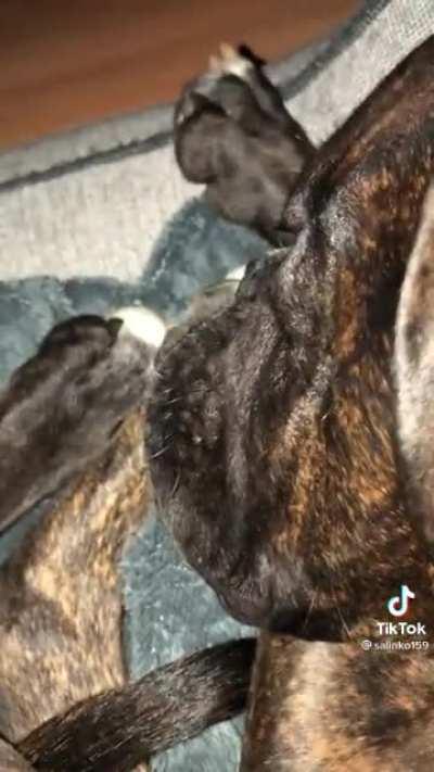 Sleeps like a cartoon