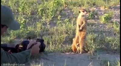 Brave and cute little ones!