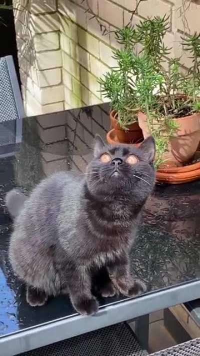 My cat (Dutchee) malfunctioning.