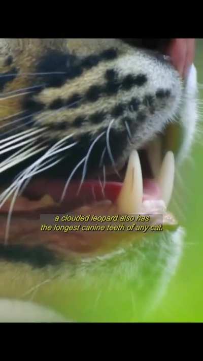 A clouded leopard showing abilities as it stalks some macaques