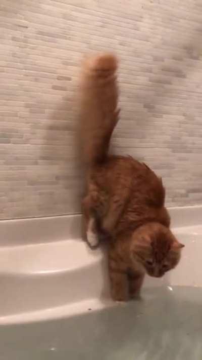 A little CATastrophe