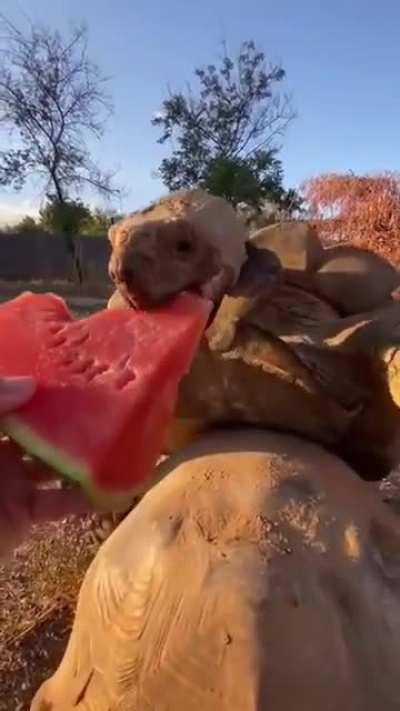 Thanks, I hate watermelons and tortoises
