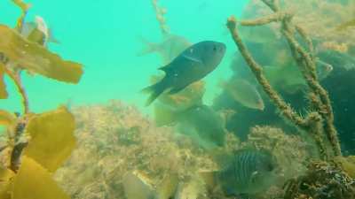 Newport Beach Harbor fish and kelp