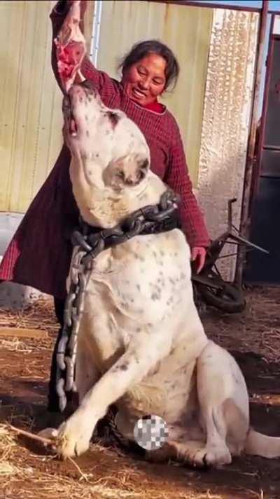 The Central Asian Shepherd Dog is possibly the oldest breed in existence today, and the breed's ancestry can be traced back over 5,000 years. They're closely related to the Tibetan Mastiff.