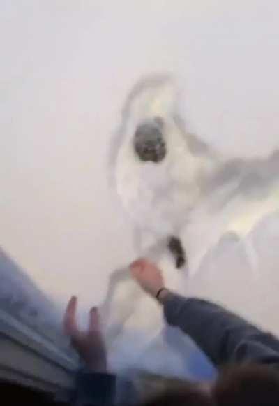 Canadian cat's are special.