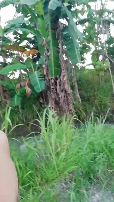 When you're just trying to have a nice walk with your family but suddenly there's ...