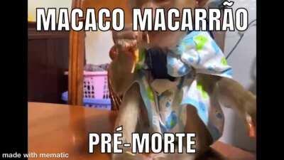 MacACOOOOO MACARRÃO 😫😫😫😫😫😱😱😱🍝🍝🍝🙈🙈