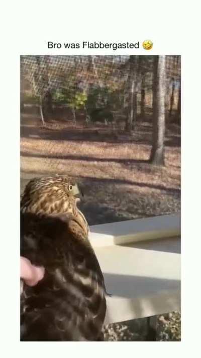 Bro just realized he wasn't top of the food chain...