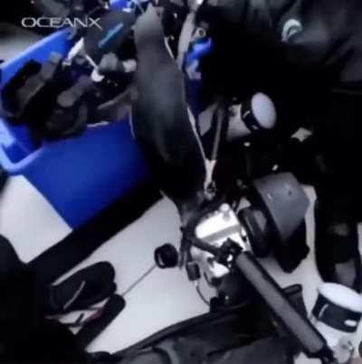 My penguin people need me