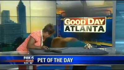 Excited kitten takes bouncing leap during Good Day Atlanta