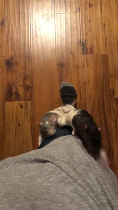 Been having negative thoughts about taking care of my rats