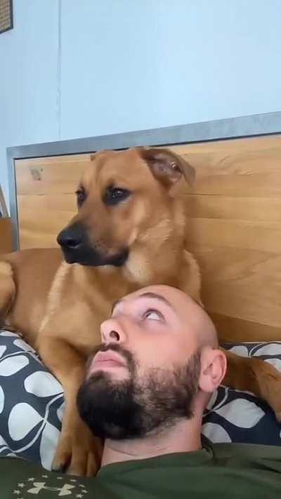 Dog realizes he's being recorded