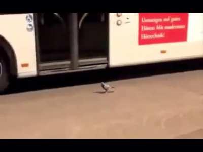 Pigeon not scared of bus